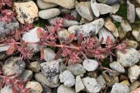Euphorbia maculata