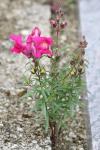 Antirrhinum majus