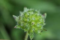 Knautia arvensis