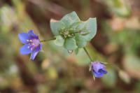 Lysimachia foemina