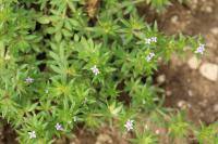 Sherardia arvensis