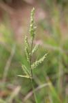 Echinochloa crus-galli
