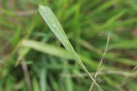 Echinochloa crus-galli