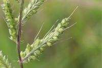 Echinochloa crus-galli