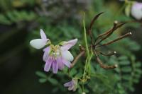Coronilla varia
