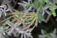Coronilla varia