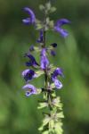 Salvia pratensis