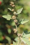 Althaea officinalis