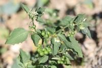 Solanum nigrum