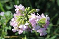 Saponaria officinalis