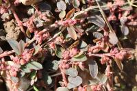 Euphorbia maculata