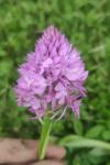 Anacamptis pyramidalis