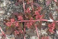 Euphorbia maculata
