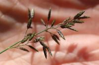 Eragrostis minor