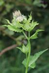 Cirsium oleraceum