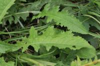 Cirsium oleraceum