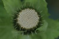 Cirsium oleraceum