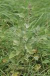 Althaea officinalis