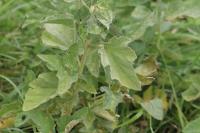 Althaea officinalis