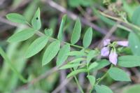 Galega officinalis