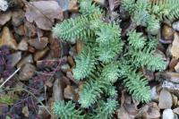 Petrosedum rupestre
