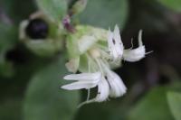 Silene baccifera