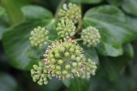 Hedera helix