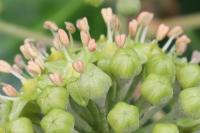 Hedera helix