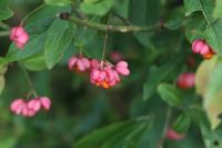 Euonymus europaeus