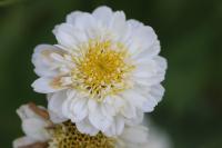 Tanacetum parthenium