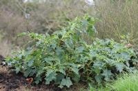 Datura stramonium