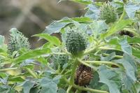 Datura stramonium