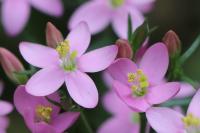 Centaurium erythraea