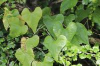 Dioscorea communis