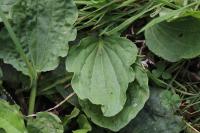 Plantago major