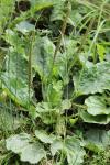 Plantago major