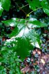 Torminalis glaberrima