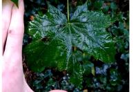 Acer platanoides