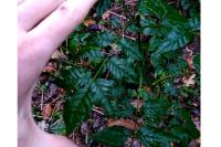 Fraxinus excelsior