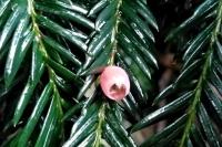 Taxus baccata