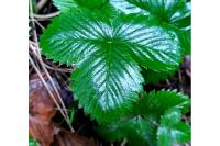 Fragaria