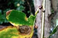 Quercus