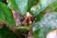 Quercus