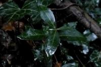Vinca minor