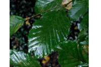 Carpinus betulus