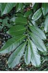 Prunus laurocerasus