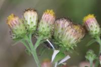 Inula conyzae
