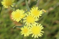 Andryala integrifolia