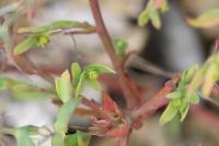 Euphorbia exigua