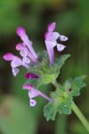 Lamium amplexicaule